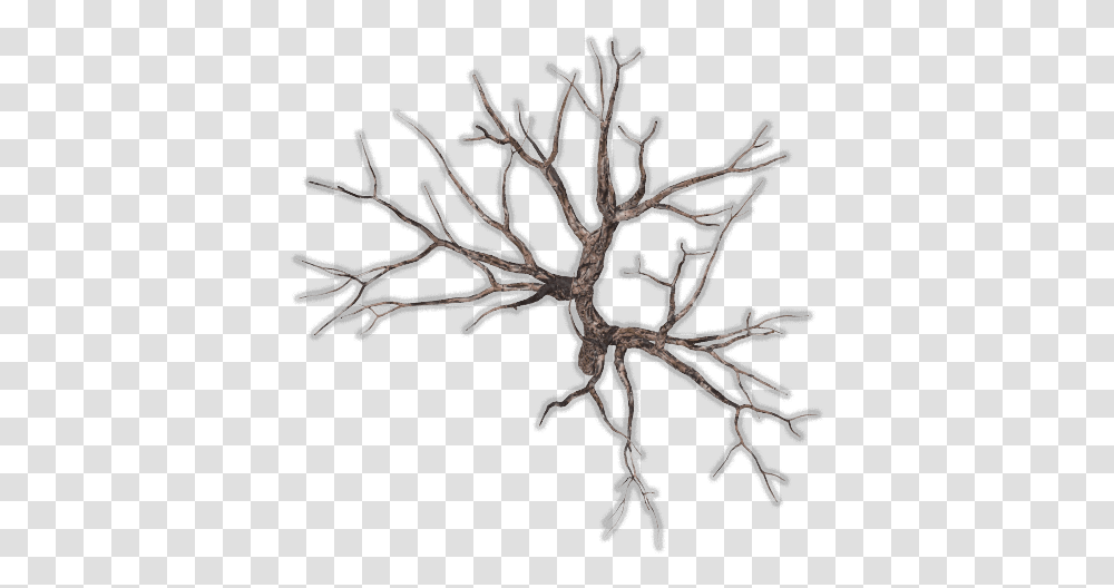 Index Of Mappingterrainplantstreesdead Tree Branches Top View, Nature, Outdoors, Ice, Snow Transparent Png