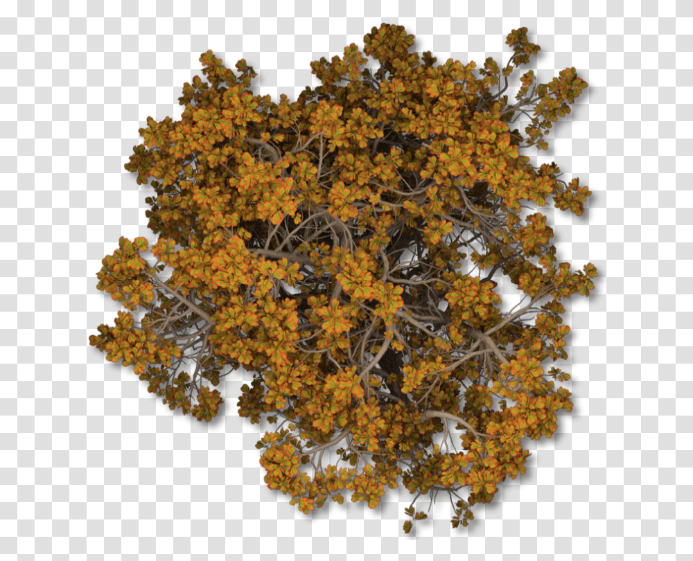 Index Of Mappingterrainplantstreesfall Autumn Tree Top View, Flower, Vegetation, Bush, Honey Bee Transparent Png