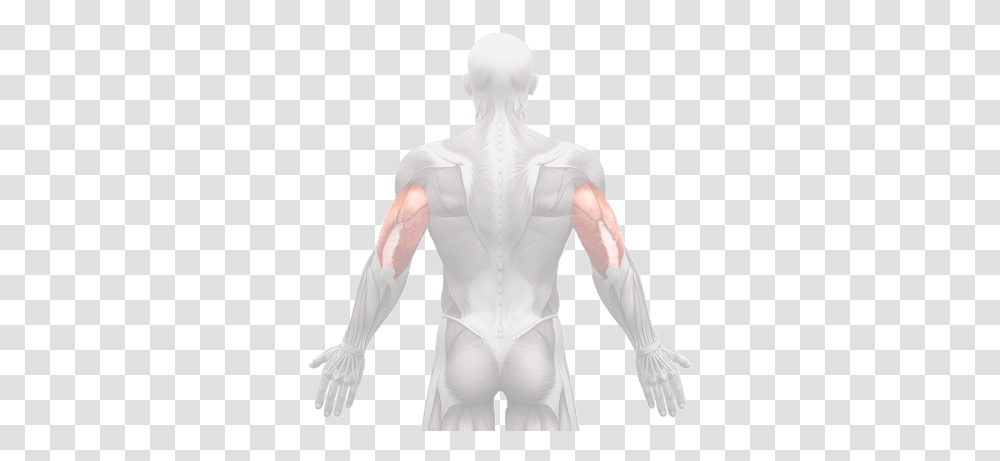 Index Of Musculation Male, Person, Human, Torso, Alien Transparent Png