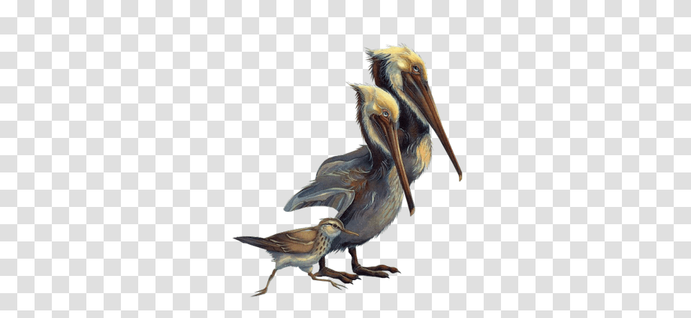 Index Of Pelican, Bird, Animal, Beak Transparent Png