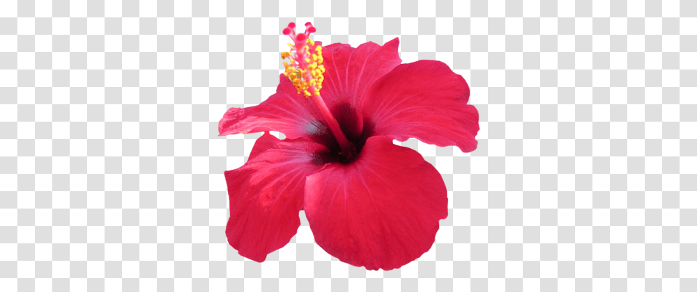 Index Of Pink Hibiscus Flower, Plant, Blossom, Anther, Pollen Transparent Png
