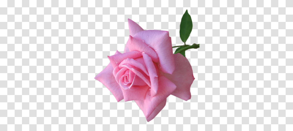 Index Of Pink Real Flower, Rose, Plant, Blossom, Petal Transparent Png