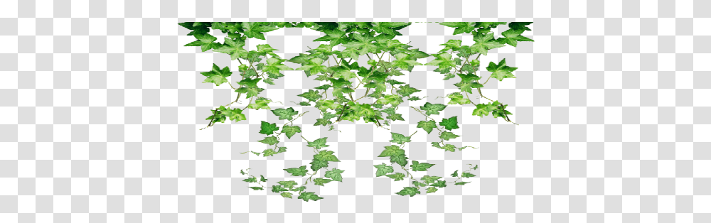 Index Of Plants Hanging, Leaf, Tree, Ivy, Rug Transparent Png