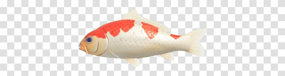 Index Of Publicimagesfish Animal Crossing Fish, Carp, Koi Transparent Png