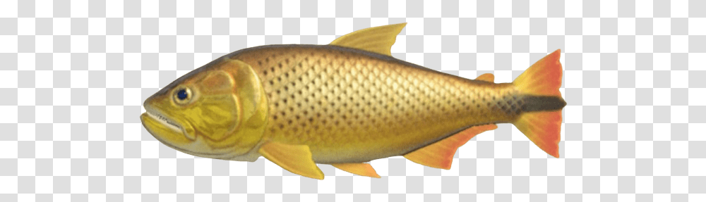 Index Of Publicimagesfish Animal Crossing New Horizons Dorado, Sea Life, Carp, Trout Transparent Png