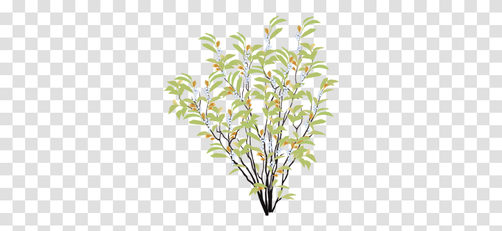 Index Of Ressources Ticeresstice1partagevisuelian Shrub Drawing, Plant, Flower, Tree, Acanthaceae Transparent Png
