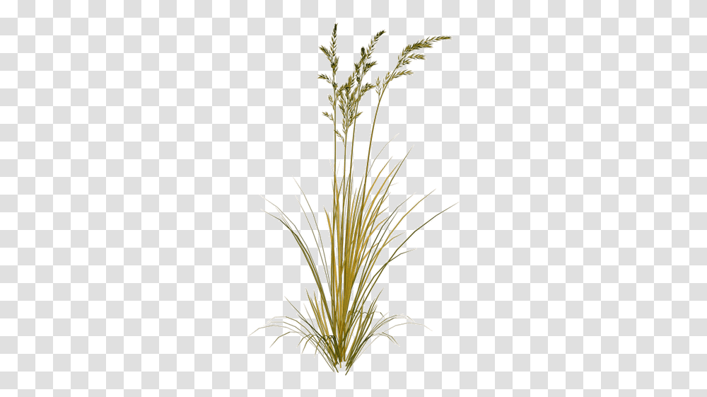 Index Of Sidawtexturesfoliage Green Wheat, Plant, Ikebana, Art, Vase Transparent Png