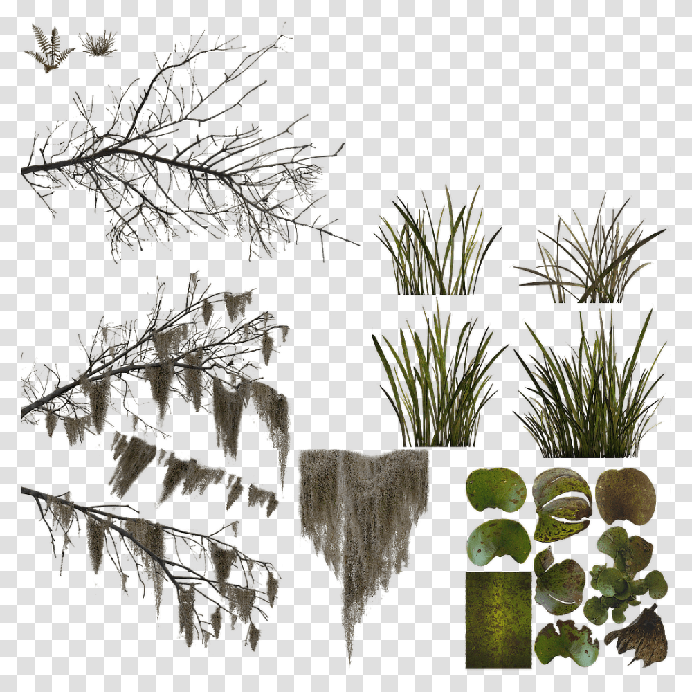 Index Of Sketch, Plant, Tree, Conifer, Potted Plant Transparent Png