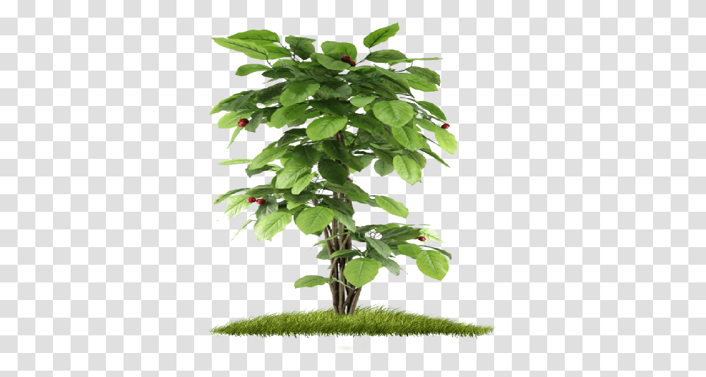 Index Of Small Tree Plants, Leaf, Annonaceae, Oak, Potted Plant Transparent Png