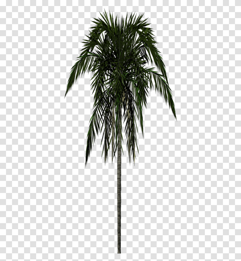 Index Of Statictextures Palm Tree 3d, Plant, Outdoors, Nature, Night Transparent Png