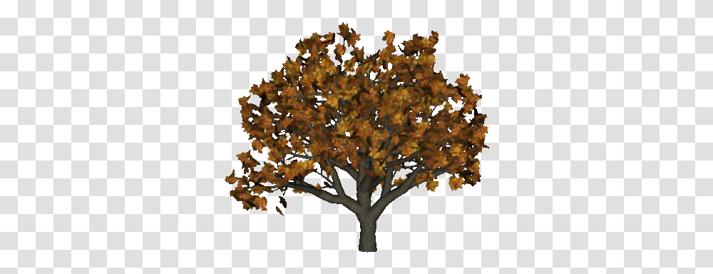 Index Of Suzanne Woolcott, Tree, Plant, Maple, Leaf Transparent Png