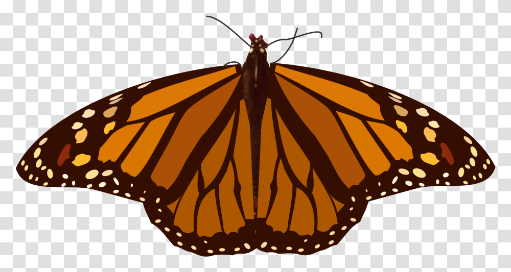 Index Of Svgmariposas Mariposa, Butterfly, Insect, Invertebrate, Animal Transparent Png