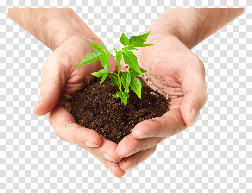 Index Of Tree On Hand, Person, Human, Soil, Outdoors Transparent Png