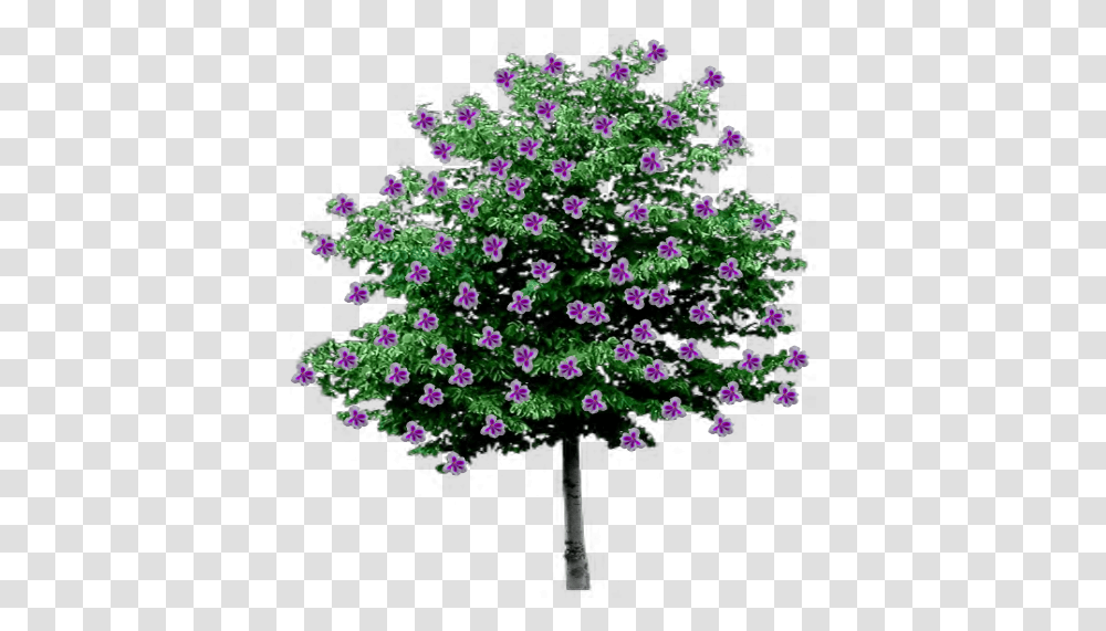 Index Of Trees Flowering Trees With Background, Plant, Geranium, Blossom, Ornament Transparent Png
