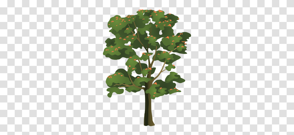 Index Of Tulip Tree Clipart, Plant, Oak, Sycamore, Leaf Transparent Png