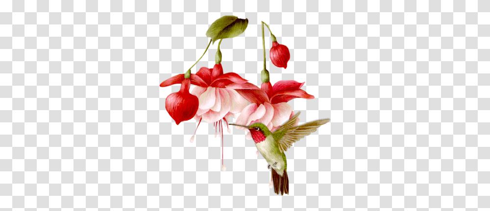 Index Of Userstbalzebirdhummers Hummingbird On Flower Clipart, Plant, Blossom, Animal, Petal Transparent Png