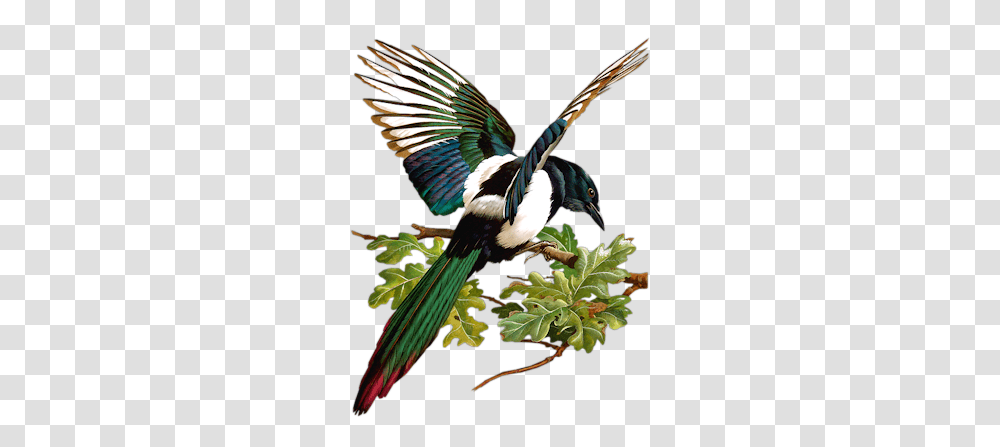 Index Of Userstbalzebirdpng Bird Embroidery, Animal, Magpie, Beak, Jay Transparent Png