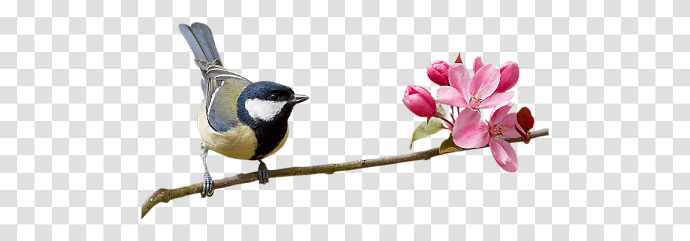 Index Of Userstbalzebirdpng Bird On Branch, Animal, Jay, Plant, Beak Transparent Png