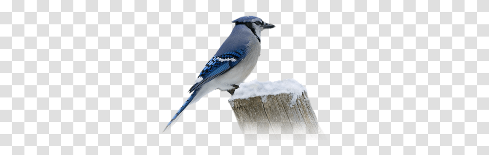 Index Of Userstbalzebirdpng Blue Jay, Animal, Bluebird Transparent Png