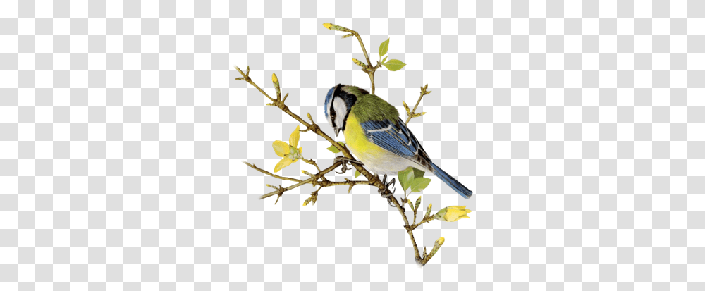 Index Of Userstbalzebirdpng Finch, Animal, Jay, Bluebird, Blue Jay Transparent Png