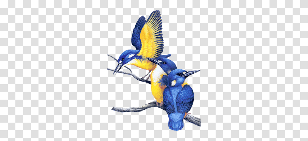 Index Of Userstbalzebirdpng Gif Animated Gif Birds Gif, Bluebird, Animal, Jay, Bee Eater Transparent Png