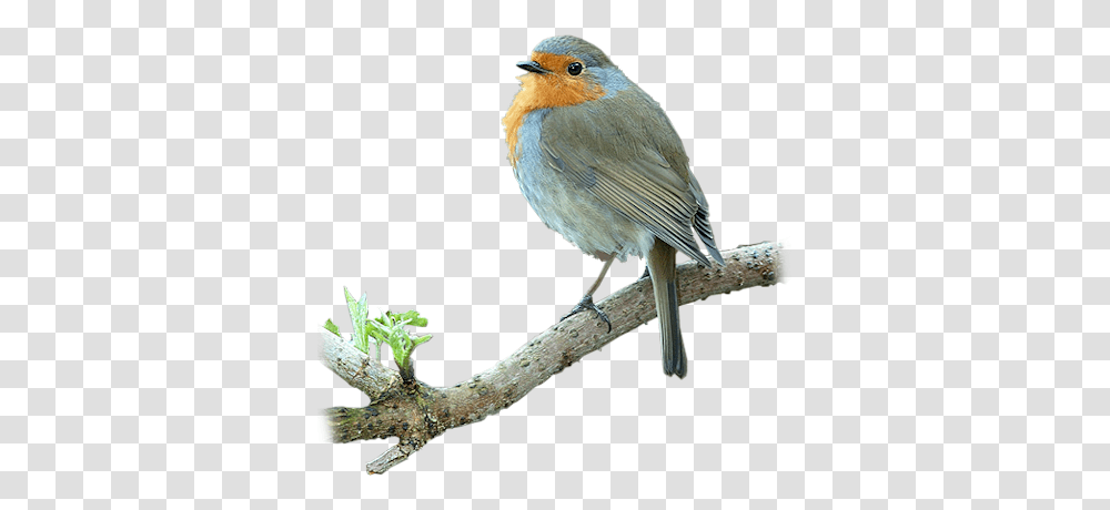 Index Of Userstbalzebirdpng Tree Branch With Birds, Animal, Jay, Robin, Blue Jay Transparent Png