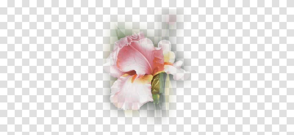 Index Of Userstbalzefloweriris Still Life Photography, Plant, Blossom, Petal, Anther Transparent Png