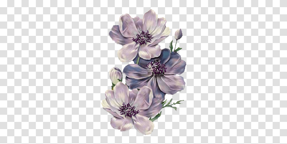 Index Of Userstbalzeflowerpng Background Victorian Flowers, Geranium, Plant, Blossom, Anther Transparent Png