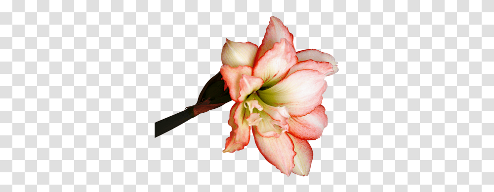 Index Of Userstbalzeflowerpng Blossom, Plant, Amaryllis, Person, Human Transparent Png