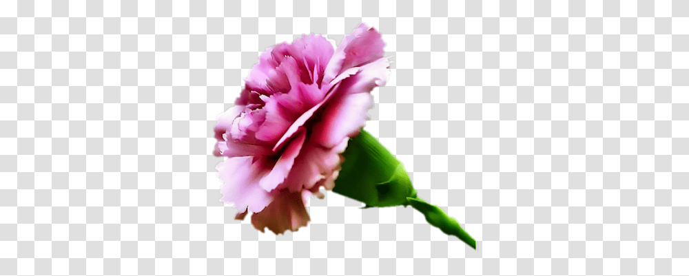 Index Of Userstbalzeflowerpng Carnation Flower, Plant, Blossom, Rose Transparent Png