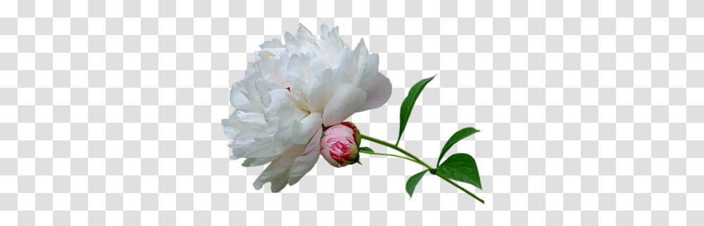 Index Of Userstbalzeflowerpng Good Night Wallpapers Marathi, Plant, Peony, Blossom, Rose Transparent Png