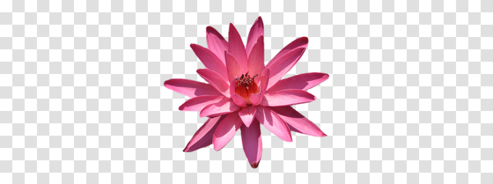 Index Of Userstbalzeflowerpng Water Lily, Plant, Blossom, Pond Lily, Dahlia Transparent Png