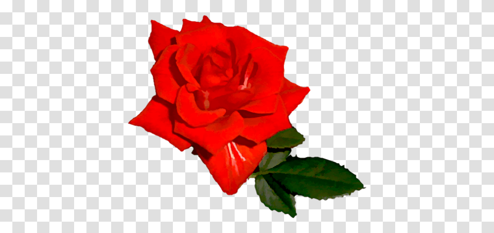 Index Of Userstbalzeflowerrosespng Bright Red Rose, Plant, Blossom, Petal, Geranium Transparent Png