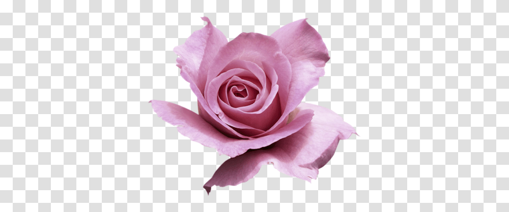 Index Of Userstbalzeflowerrosespng Garden Roses, Plant, Blossom, Petal Transparent Png