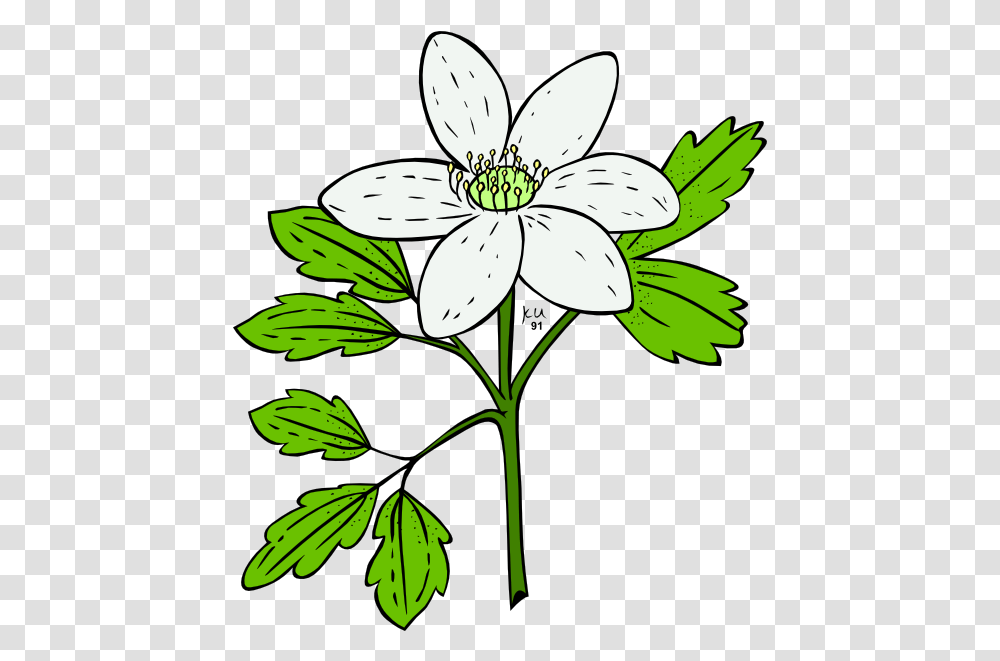 Index Of Vectorsflowers Vector Plant With Flowers Clipart, Blossom, Anther, Lily, Daisy Transparent Png