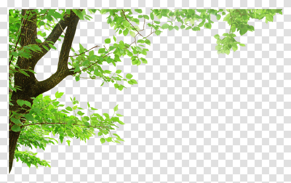 Index Of Wp Contentuploads201811 Oak Tree Branch Clipart, Leaf, Plant, Green, Tree Trunk Transparent Png