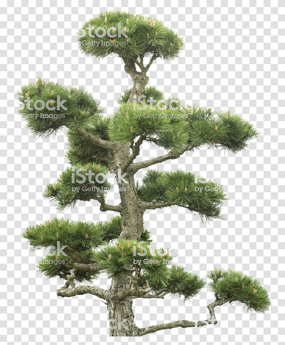 Index Of Wp Contentuploadsbackup201907 Pond Pine, Tree, Plant, Potted Plant, Vase Transparent Png