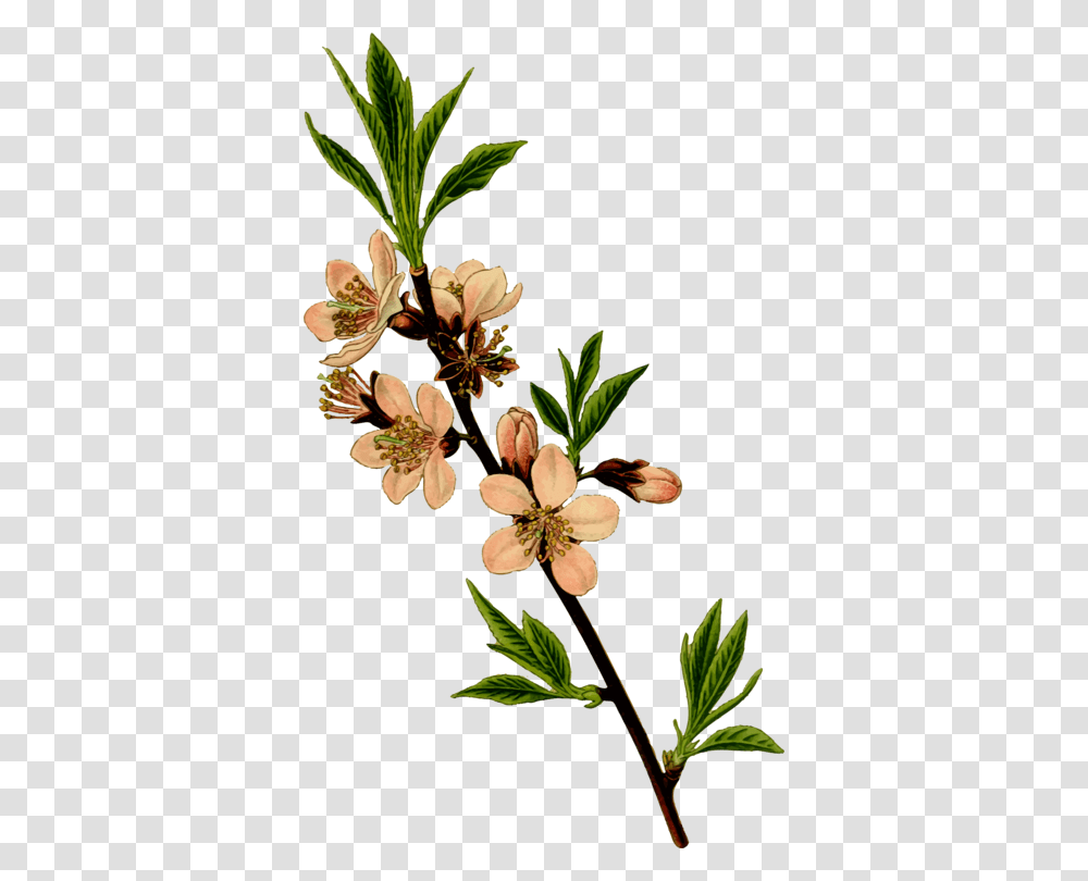 Indian Almond Tree Blossom Cherry, Plant, Acanthaceae, Flower Transparent Png