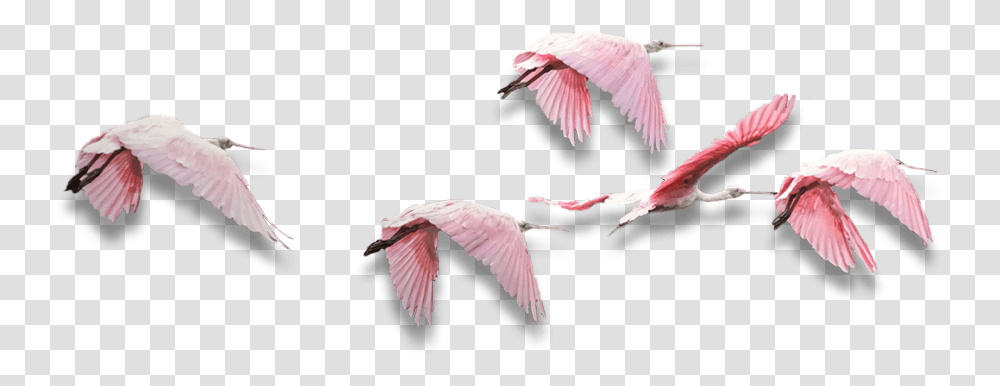 Indian Bird Flying, Animal, Flamingo, Flock Transparent Png