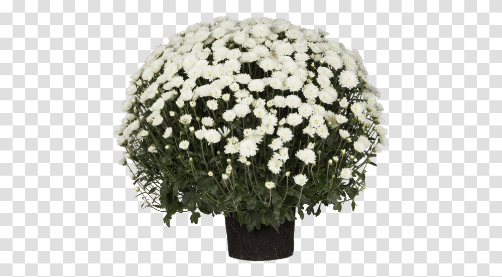 Indian Chrysanthemum Bouquet, Plant, Flower, Blossom, Geranium Transparent Png
