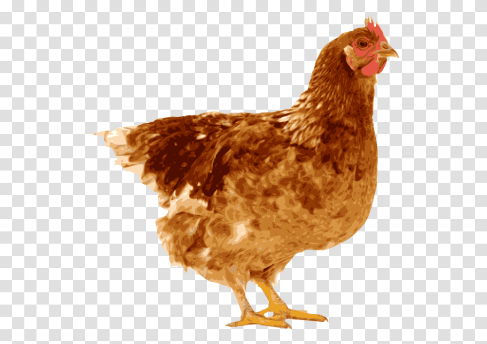 Indian Clipart Hen Hen And Egg, Chicken, Poultry, Fowl, Bird Transparent Png