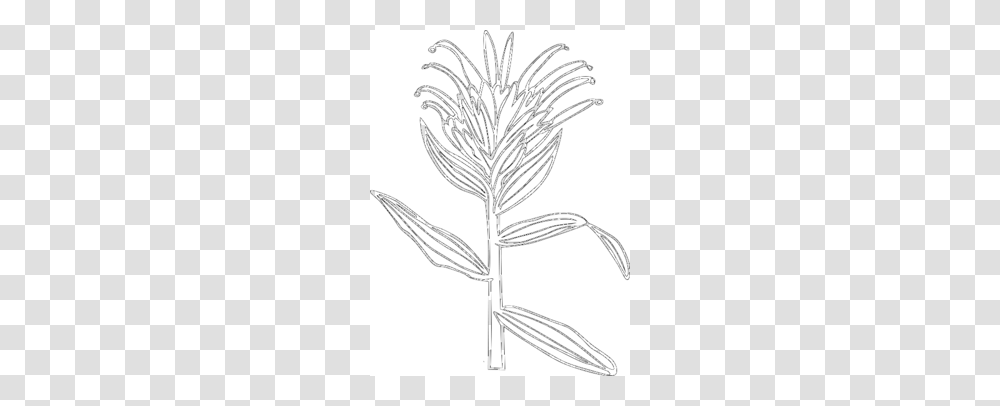 Indian Clipart, Plant, Flower, Grass, Produce Transparent Png