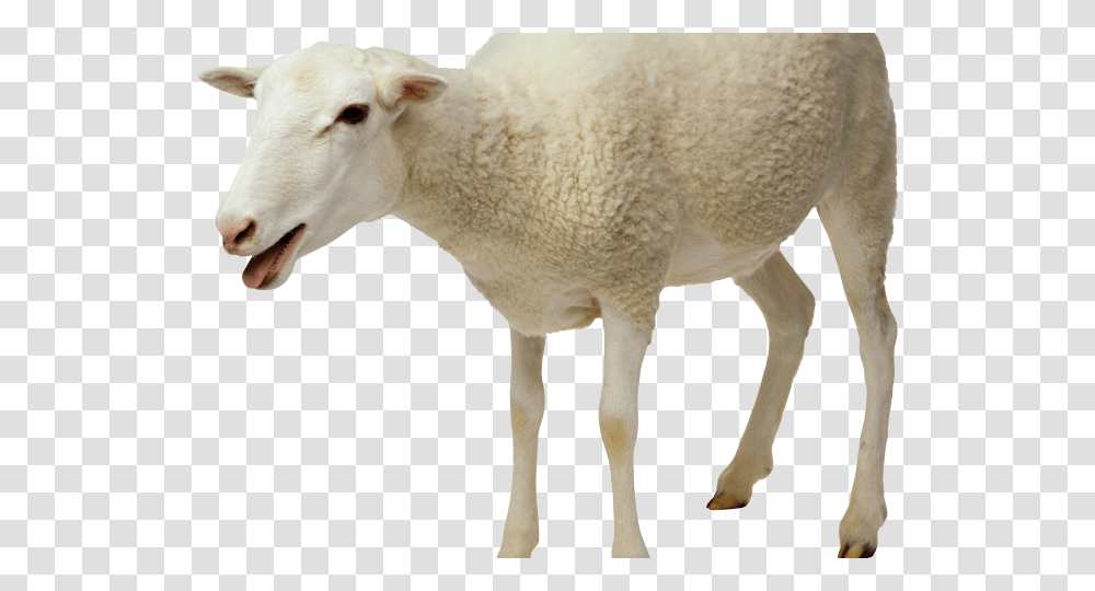 Indian Clipart Sheep Food In Cow And Sheep, Mammal, Animal Transparent Png