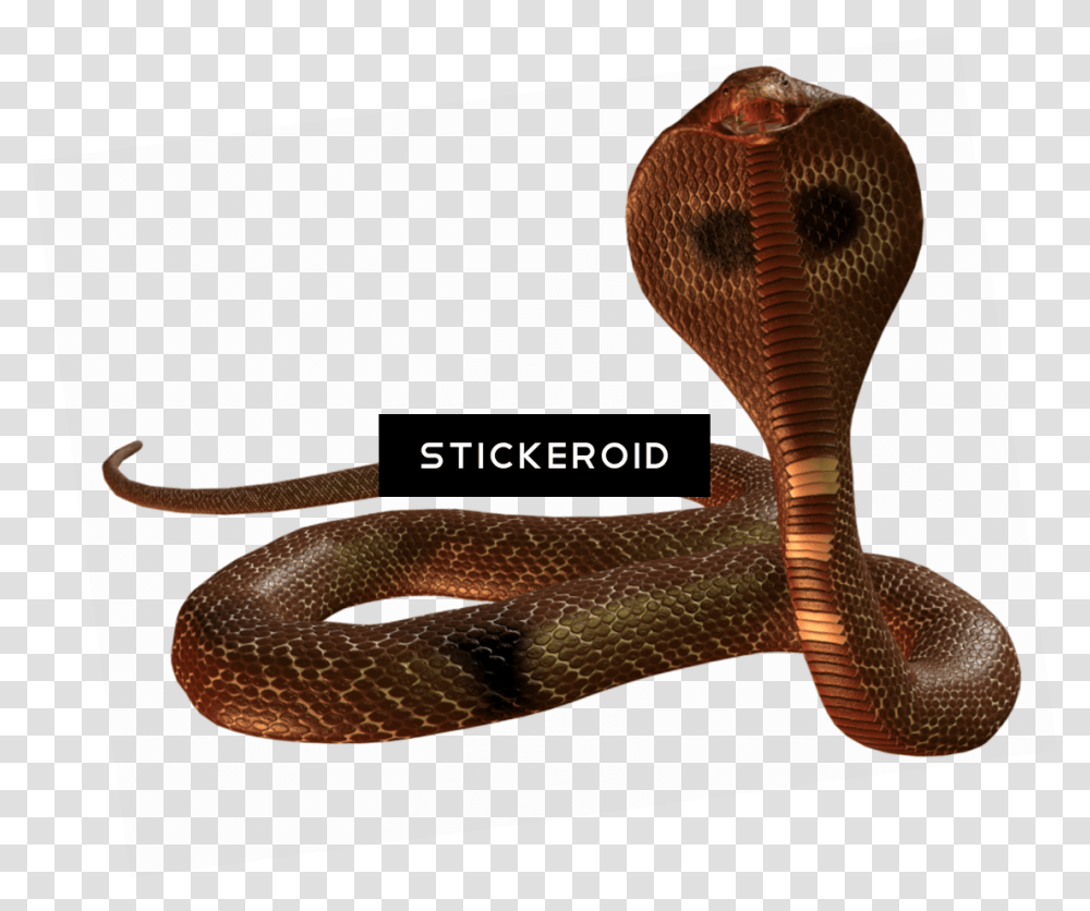 Indian Cobra Indian Cobra, Snake, Reptile, Animal Transparent Png