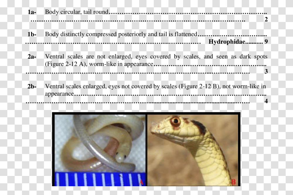 Indian Cobra, Reptile, Animal, Snake, Lizard Transparent Png