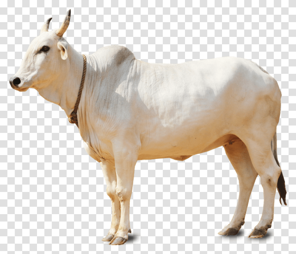 Indian Cow, Bull, Mammal, Animal, Cattle Transparent Png