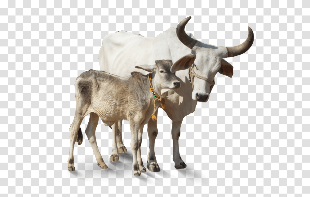 Indian Cow Image, Cattle, Mammal, Animal, Bull Transparent Png