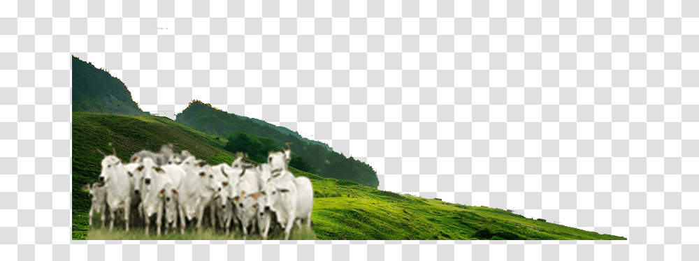 Indian Cows Images, Grassland, Outdoors, Field, Nature Transparent Png