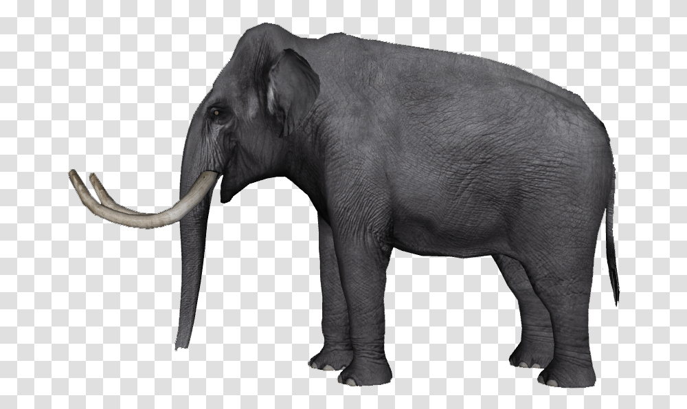 Indian Elephant African Elephant Tusk Wildlife Curtiss Elephas Hysudrindicus, Mammal, Animal Transparent Png