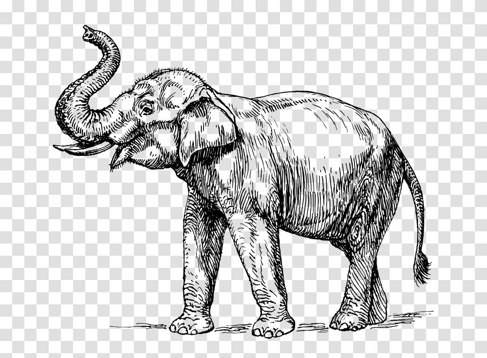 Indian Elephant, Animals, Gray, World Of Warcraft Transparent Png